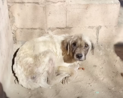 Dog Slept Outside For 3 Years — Today He Finally Knows What Love Feels Like