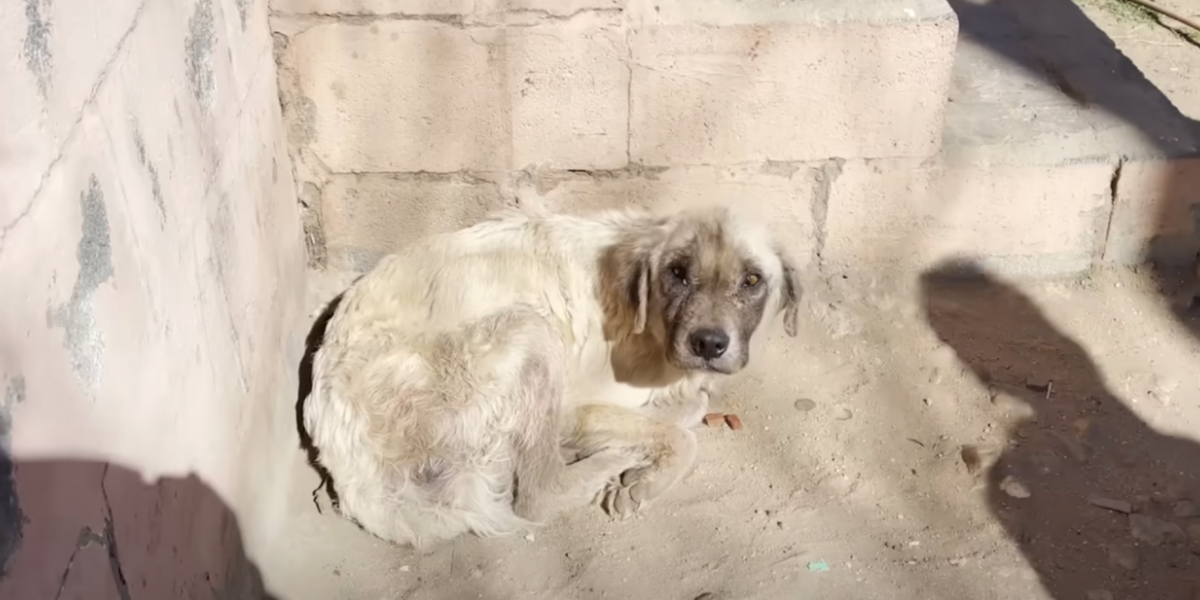 Dog Slept Outside For 3 Years — Today He Finally Knows What Love Feels Like
