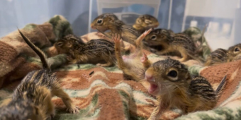 Rescued Baby Squirrels ‘Freeze’ Every Time Someone Walks Into The Room