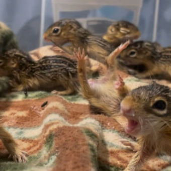 Rescued Baby Squirrels ‘Freeze’ Every Time Someone Walks Into The Room