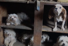 Rescuers Step Inside Collapsing House — And Discover Over 100 Animals Trapped Inside