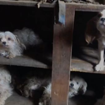 Rescuers Step Inside Collapsing House — And Discover Over 100 Animals Trapped Inside