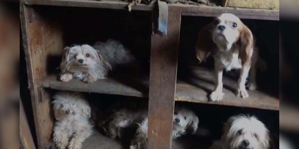 Rescuers Step Inside Collapsing House — And Discover Over 100 Animals Trapped Inside