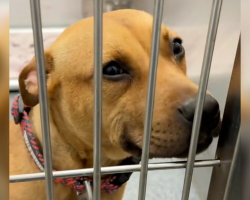 Shelter Pup Wins Hearts With Her Sweet Smile — And Lands The Perfect Family