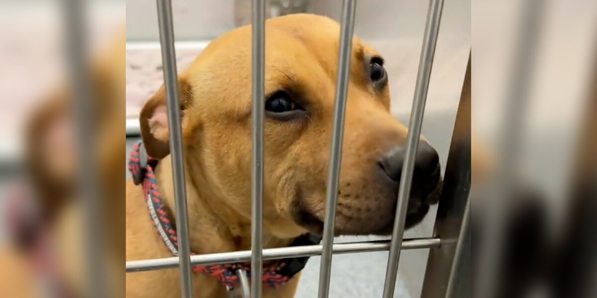 Shelter Pup Wins Hearts With Her Sweet Smile — And Lands The Perfect Family
