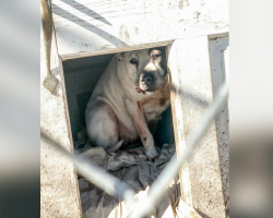 Dog Left Behind After Family Moves Slowly Learns What Love Feels Like