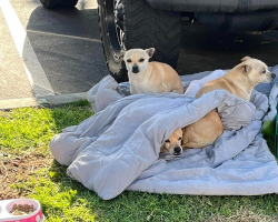 Three Abandoned Dogs Refuse To Leave Each Other’s Side After Being Dumped With Only A Blanket