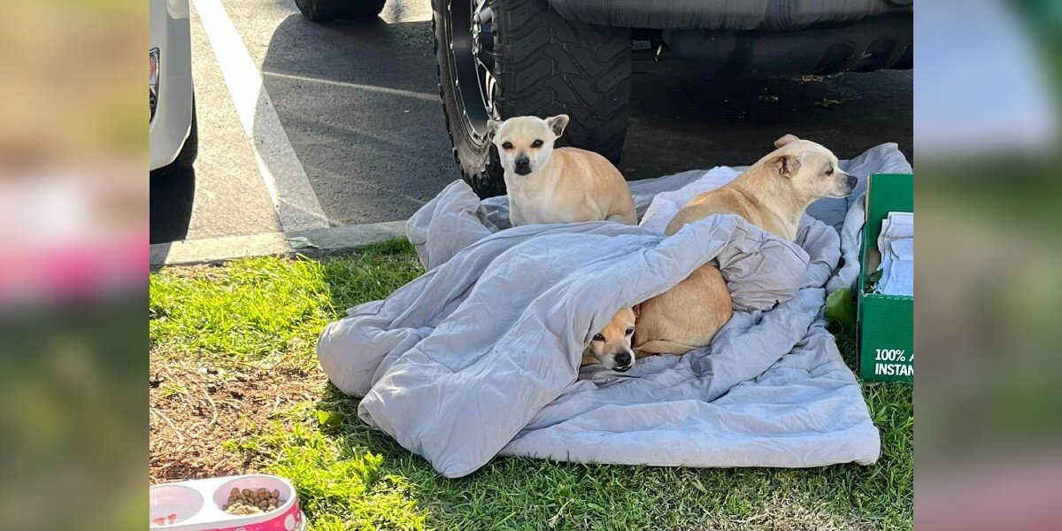 Three Abandoned Dogs Refuse To Leave Each Other’s Side After Being Dumped With Only A Blanket