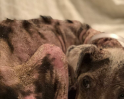 Neglected Puppy Who Lost All Her Fur Blossoms Into A Happy Dog
