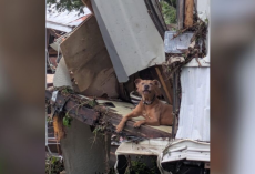 Dog Found in Flood Debris Clings to Hope After Losing His Person