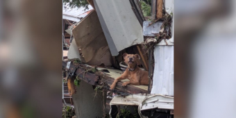 Dog Found in Flood Debris Clings to Hope After Losing His Person