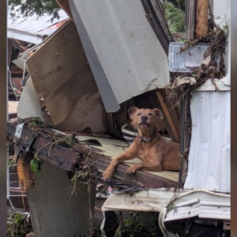 Dog Found in Flood Debris Clings to Hope After Losing His Person