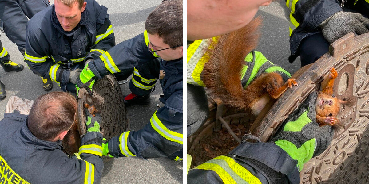Stubborn Squirrel Freed From Manhole Cover After Giving Rescuers A Hard Time