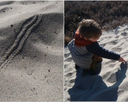 Family Follows Strange Tracks On Beach Hike — And Finds A Shocking Culprit