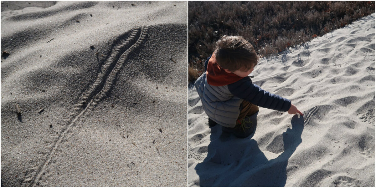 Family Follows Strange Tracks On Beach Hike — And Finds A Shocking Culprit