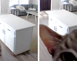 Cat Caught Breaking The Rules — Immediately Figures Out How To Get Revenge