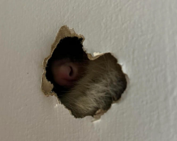 Family Finds A Mysterious Hole In Their Wall — And A Tiny Nose Sticking Out