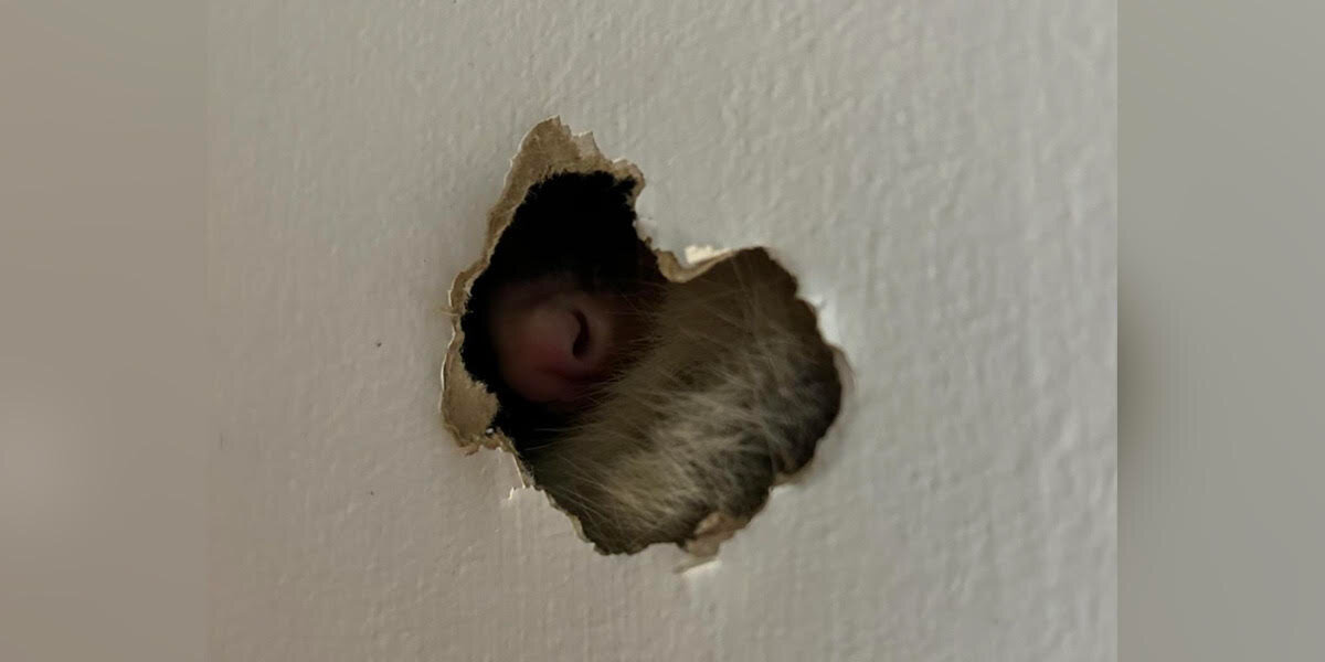 Family Finds A Mysterious Hole In Their Wall — And A Tiny Nose Sticking Out