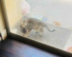 Stray Cat Brings Her Babies To A Family’s Door — One By One