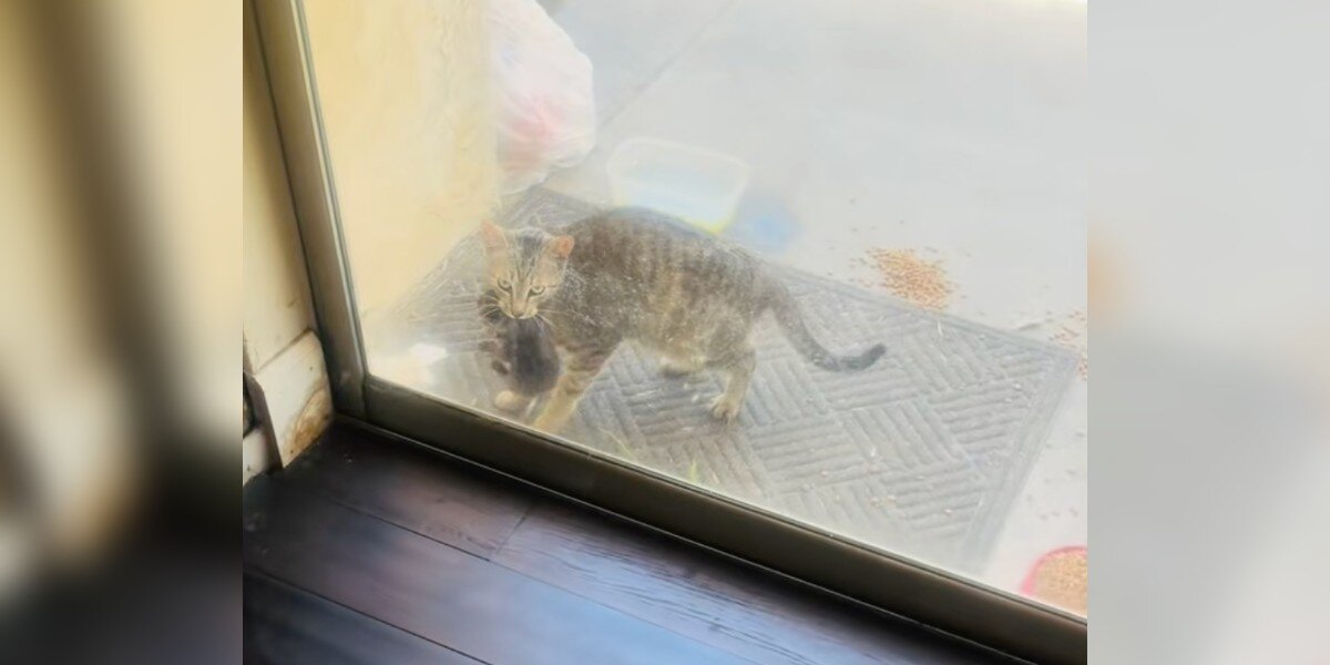 Stray Cat Brings Her Babies To A Family’s Door — One By One