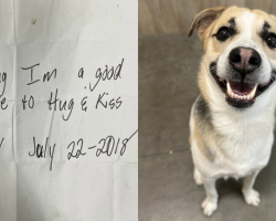 Dog Left Outside Burger King With Heartbreaking Note Finally Reunites With Mom
