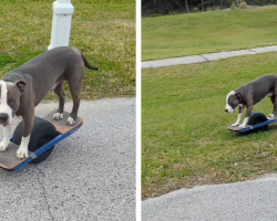Dog Who Was Once a Stray Now Cruises the Streets Like a Pro