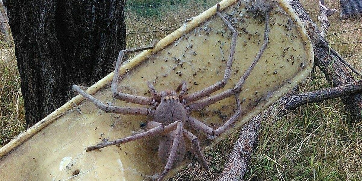 Rescuers Save Giant Spider Who’s The Size Of A Small Dog