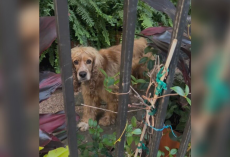 Dog Forced To Live Outside Finds Hope When A Neighbor Steps In