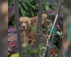Dog Forced To Live Outside Finds Hope When A Neighbor Steps In