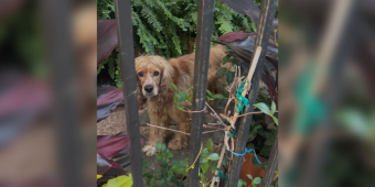 Dog Forced To Live Outside Finds Hope When A Neighbor Steps In