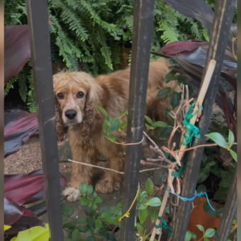 Dog Forced To Live Outside Finds Hope When A Neighbor Steps In