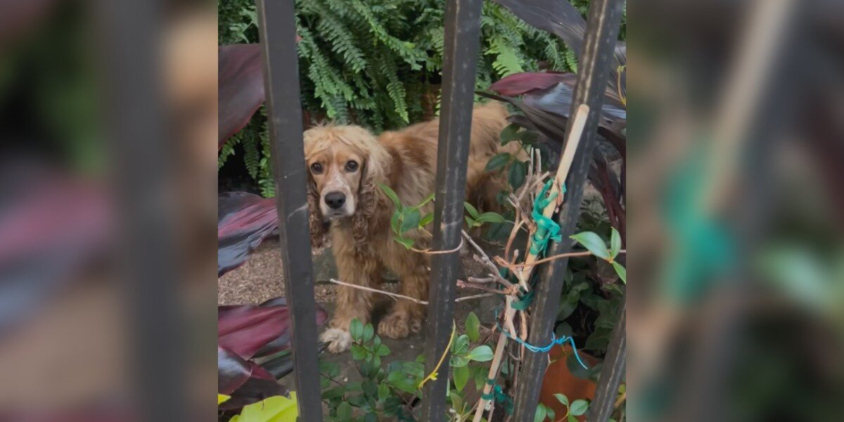 Dog Forced To Live Outside Finds Hope When A Neighbor Steps In