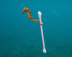 Viral Seahorse Photo Shows a Truth Its Photographer Wishes Weren’t Real