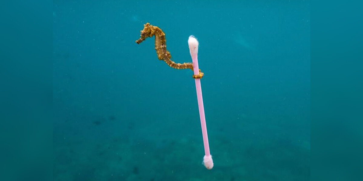Viral Seahorse Photo Shows a Truth Its Photographer Wishes Weren’t Real