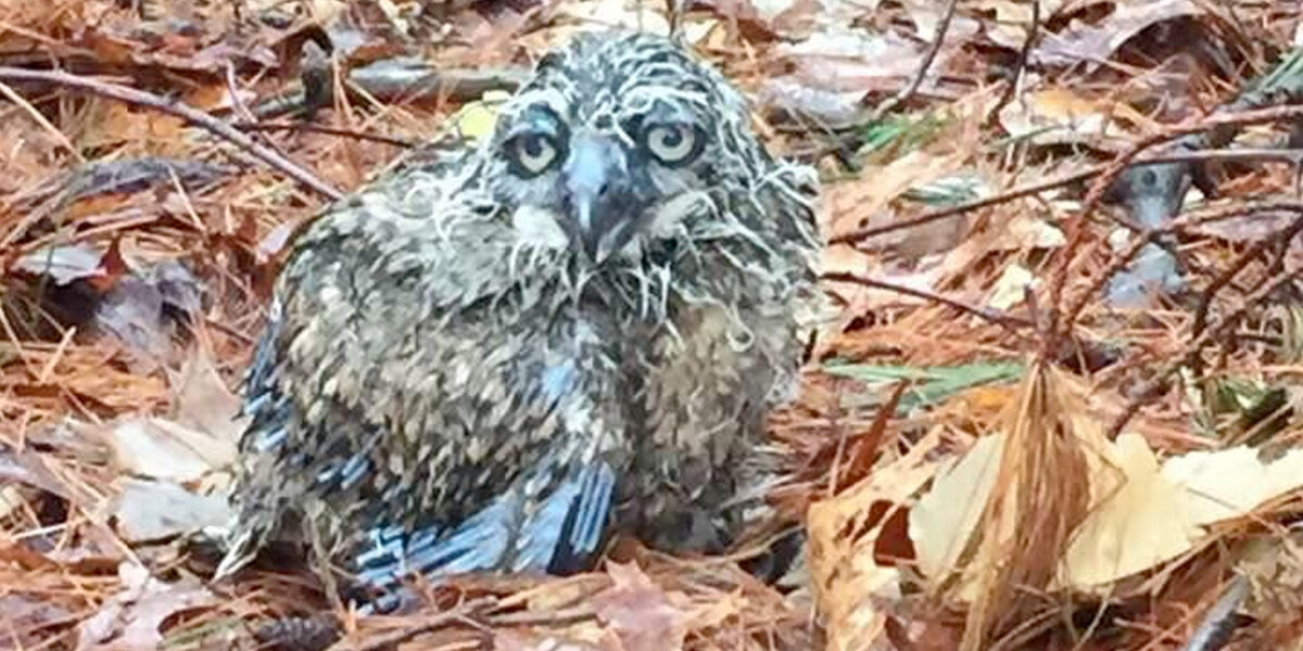 Baby Owl Stranded on the Ground Finally Gets His Second Chance