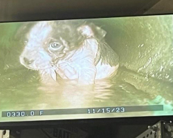Rescuers Lower Camera Into Narrow Drainpipe — And Find a Shivering Puppy