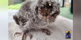 Tiny Owl Opens His Eyes For the First Time — Thanks to a Stranger’s Kindness