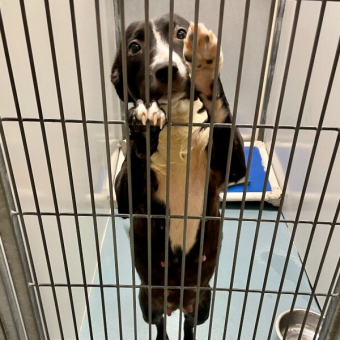 Shelter Dog On Euthanasia List Begs Volunteer To Take Her Home — Forever