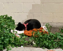 Dog Left On The Curb With All Her Belongings Waits Faithfully For Family To Return
