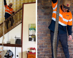 Discovery Of Giant Snake Skin In Attic Leads To An Even Bigger Surprise