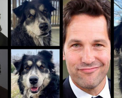 Shelter Dog With Paul Rudd’s Smile Finally Lands His Starring Role — In A Forever Home