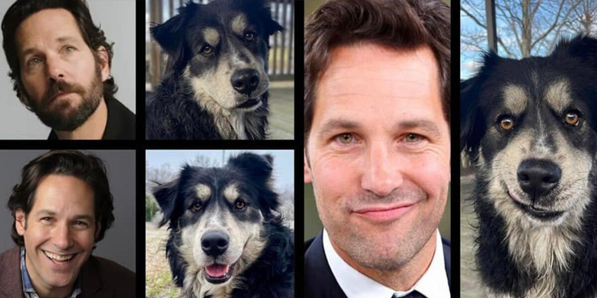 Shelter Dog With Paul Rudd’s Smile Finally Lands His Starring Role — In A Forever Home