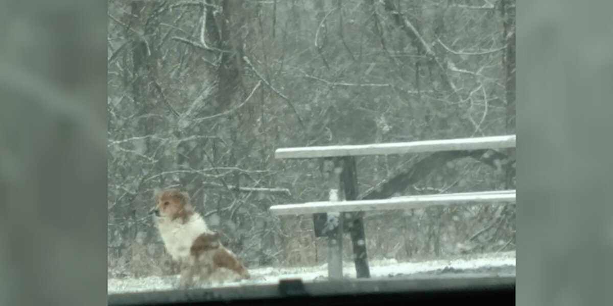 Dog Left Alone In Park Waits For Family Who Never Returns — Until Rescuers Step In