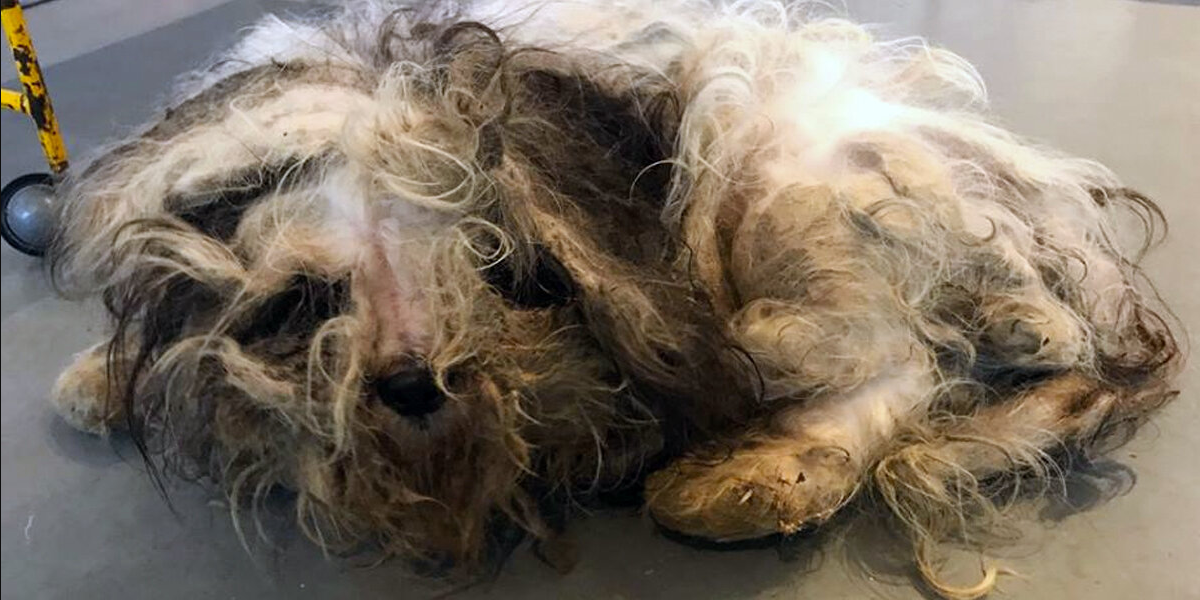 Stray Dog Was So Matted No One Could Tell What Breed He Was