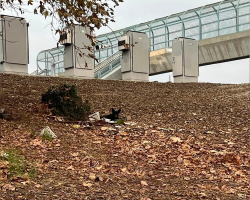 Rescuer Braves Traffic To Save Dog Living On Highway Exit