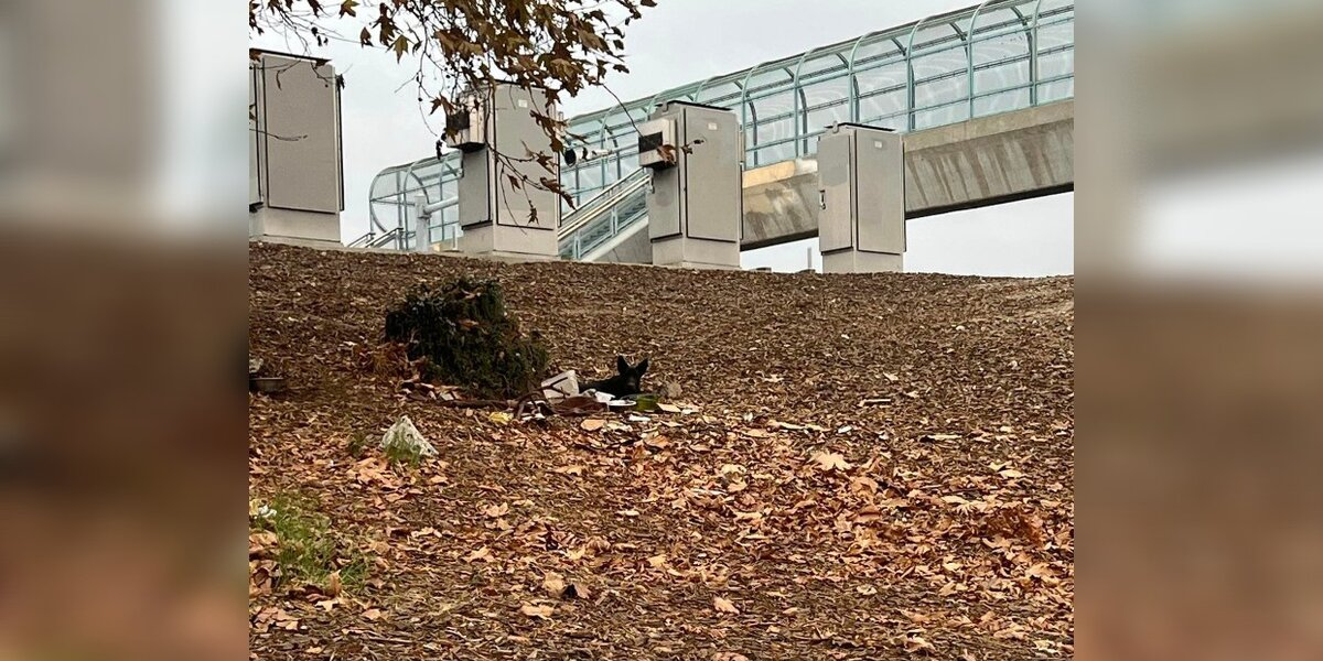 Rescuer Braves Traffic To Save Dog Living On Highway Exit