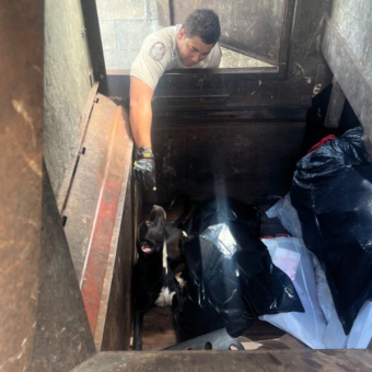 Dog Found In Trash Compactor Just Wanted Someone To Love Him