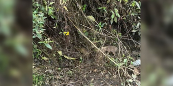 Cyclists Halt Race To Save Puppies Crying In The Woods
