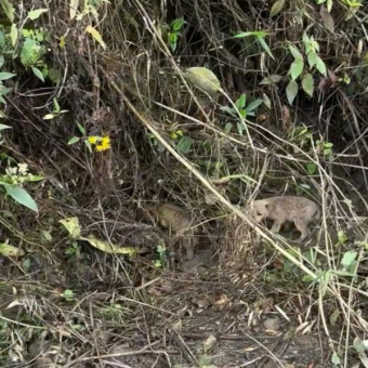 Cyclists Halt Race To Save Puppies Crying In The Woods