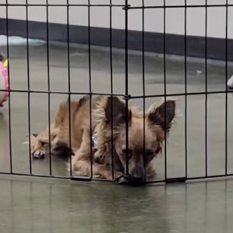 Little Dog Can’t Figure Out Why No One Wants Him